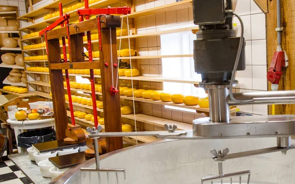 オランダでのチーズ生産 — ストック写真