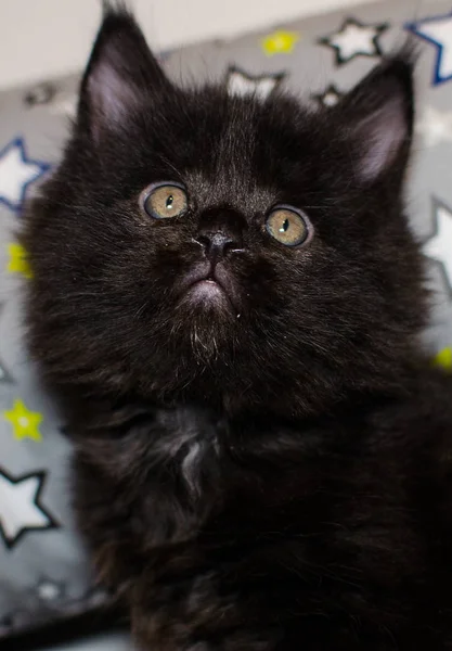 Small black  kitten — Stock Photo, Image
