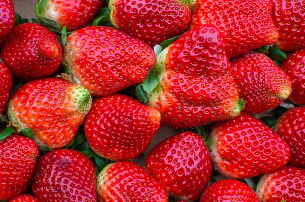 Eine volle Schachtel Bio-Erdbeeren. Stockbild