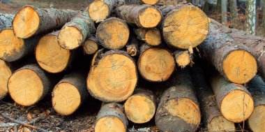 Detay ağaç gövdesi