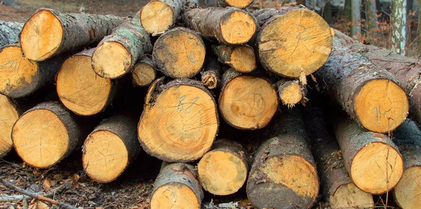 Detay ağaç gövdesi