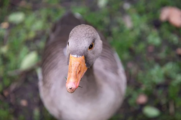 Duck Looking Camera Lens — Stock Photo, Image