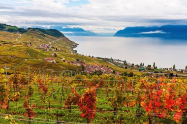 Cenevre Gölü, bağ teraslar halinde sonbahar, Lavaux, Vaud, İsviçre