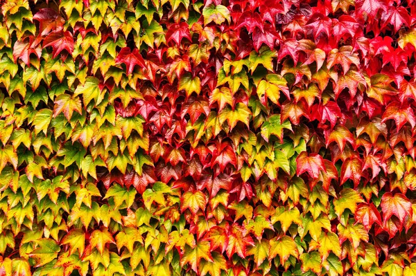 Bright autumn ivy leaves background — Stock Photo, Image
