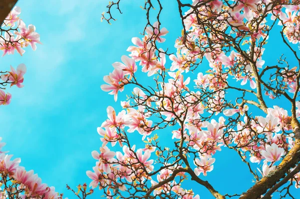 Floraison de fleurs de magnolia au printemps contre un ciel bleu vif — Photo