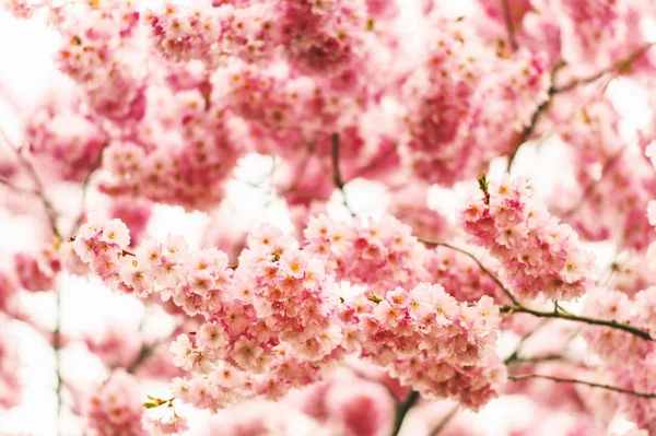 Floraison de cerisiers japonais au printemps — Photo