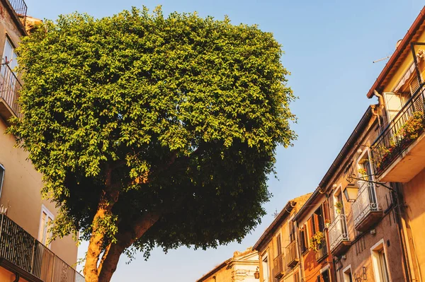 Árbol de copa en forma de cilindro en la calle de Tropea, Calabria, Italia — Foto de Stock