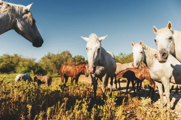 Weiße Wildpferde und Hengstfohlen im Naturschutzgebiet im Parc Regional de Camargue, Provence, Frankreich — Stockfoto