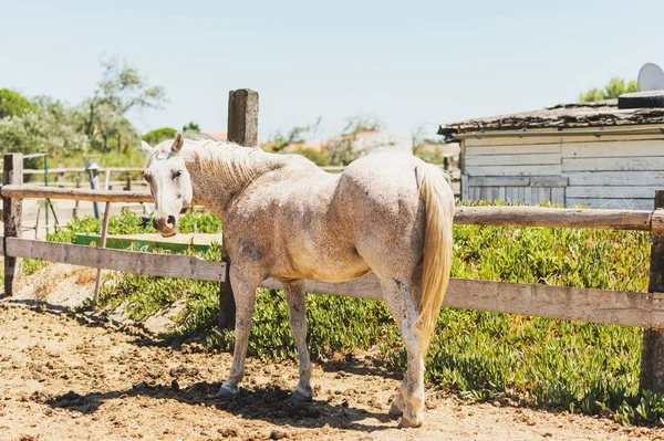Schönes weißes Camargue-Pferd, Rückseite — Stockfoto