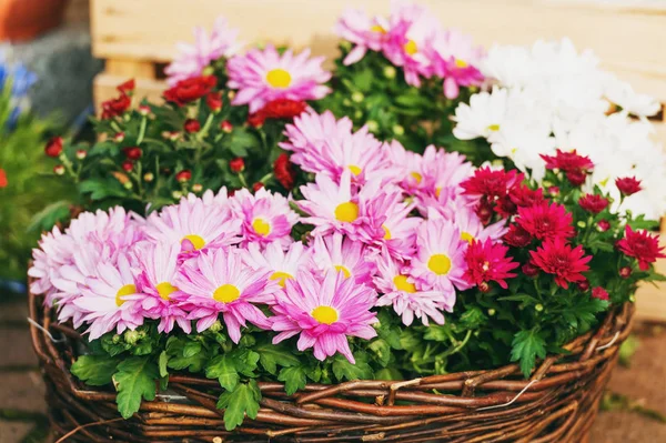 Farverige krysantemum i potter i blomsterbutik - Stock-foto