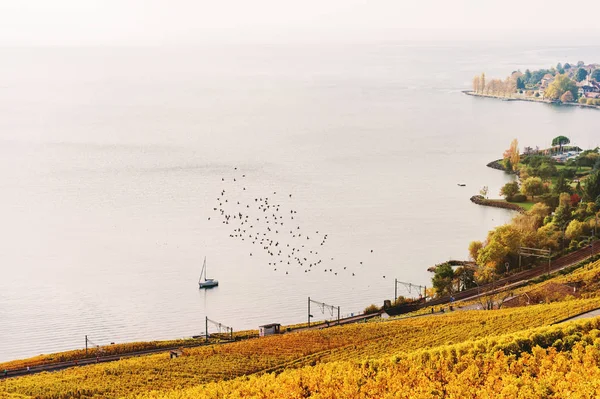 Vingården terrasser vid Genèvesjön i höst, Lavaux, Vaud, Schweiz — Stockfoto