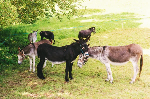 Groupe d'ânes profitant du champ d'été — Photo