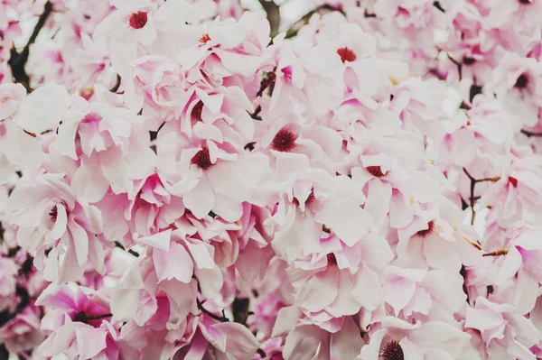 Natureza Fundo Com Flores Magnólia Rosa Florescendo Primavera — Fotografia de Stock