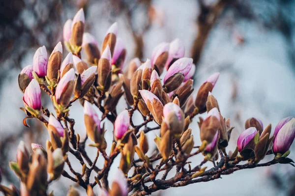 Doğa Arka Plan Pembe Manolya Çiçekler Baharda Çiçek Açması Ile — Stok fotoğraf