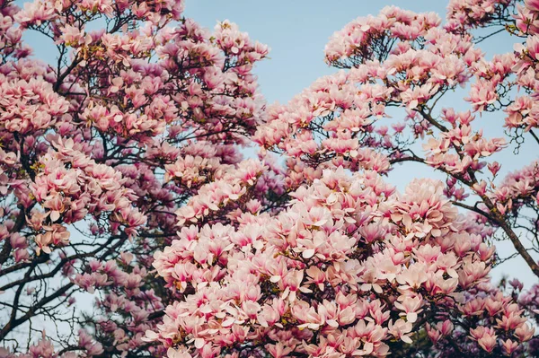 Natureza Fundo Com Flores Magnólia Rosa Florescendo Primavera — Fotografia de Stock