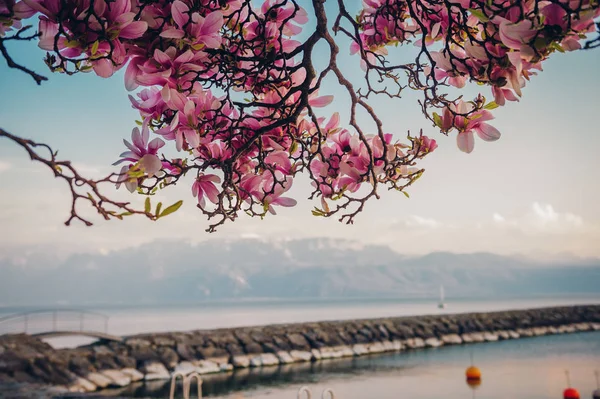 Fantastiska Våren Landskap Swiss Genèvesjön Och Blommande Magnolia Blommor — Stockfoto