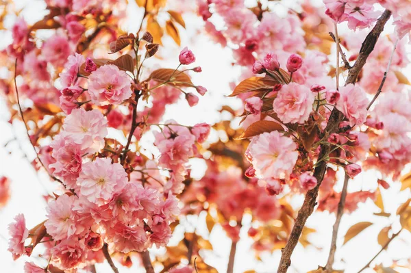 Hermosa Flor Cerezo Rosa Primavera Luz Dorada — Foto de Stock