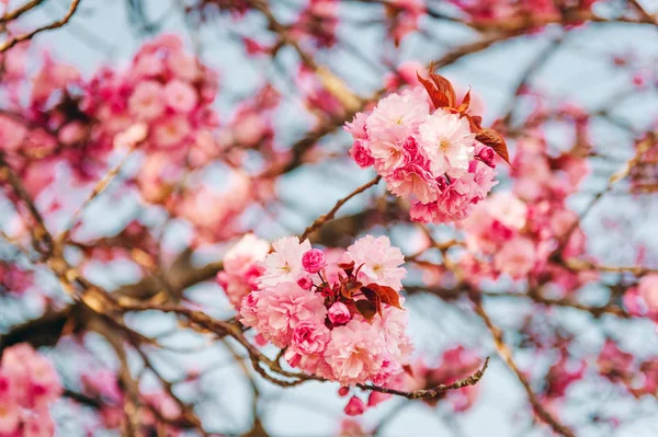 Bahar Mavi Gökyüzü Güzel Pembe Kiraz Çiçeği — Stok fotoğraf