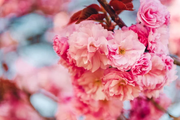 Bahar Mavi Gökyüzü Güzel Pembe Kiraz Çiçeği — Stok fotoğraf