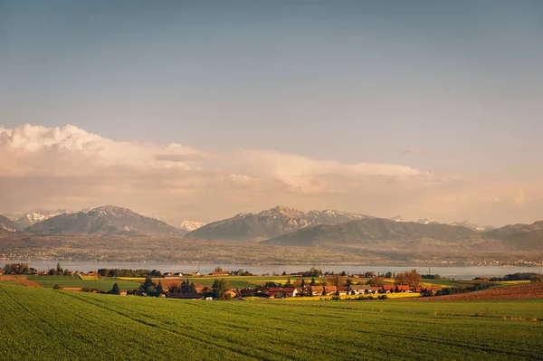 Weizenfelder Kanton Vaud Schweiz Blick Auf Den Genfer See Und — Stockfoto