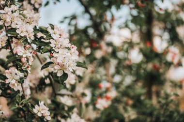 Büyük beyaz çiçekler ile çiçeklenme elma ağacı. Elma ağacı'nın çiçeklerle güzel doğal seasonsl arka plan.