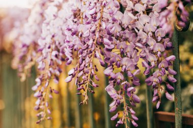Bahar bahçede çiçek açan güzel mor wisteria