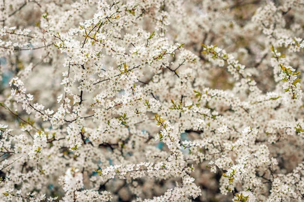 Natuur Achtergrond Met Witte Bloemen Die Bloeien Lente — Stockfoto