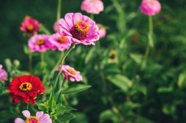 Güzel kırmızı görüntü kadar kapatın ve yaz bahçede çiçek açan Zinnia çiçek pembe