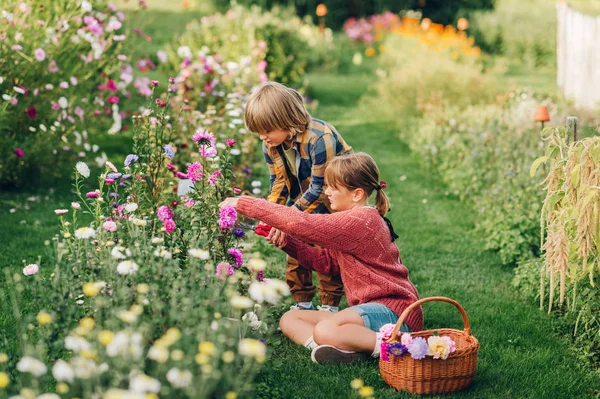 两个孩子在秋天的花园里一起工作 剪菊花花 — 图库照片