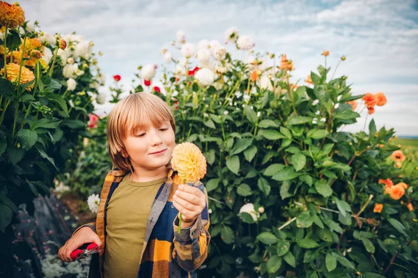 Schattige Kleine Jongen Kind Verzorgen Van Kleurrijke Chrysanten Dahlia Bloemen — Stockfoto