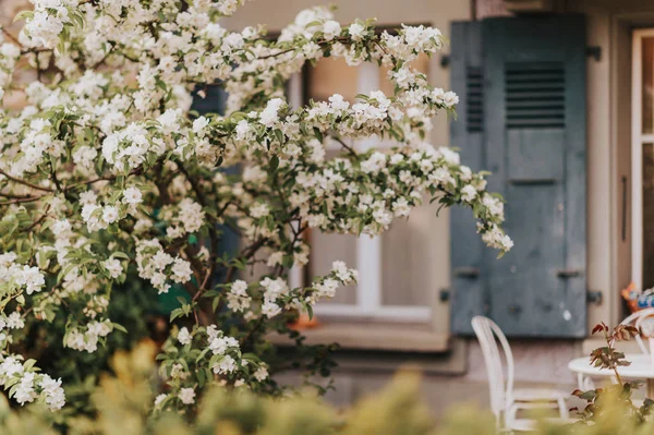 Junger Apfelbaum Blüht Kleinen Gemütlichen Garten — Stockfoto