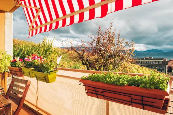 Luminoso Acogedor Balcón Con Muchas Plantas Maceta — Foto de Stock