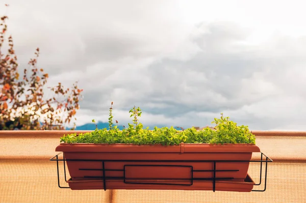 Bright Cozy Balcony Potted Green Plants — Zdjęcie stockowe