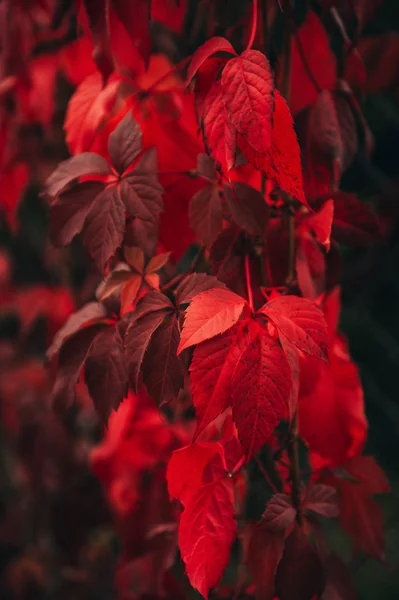 Verticaal Beeld Met Rode Klimop Bladeren Herfst Achtergrond — Stockfoto