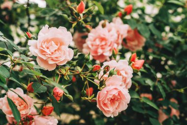 Yaz bahçesinde çiçek açan güzel pembe güller