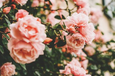 Yaz bahçesinde çiçek açan güzel pembe güller