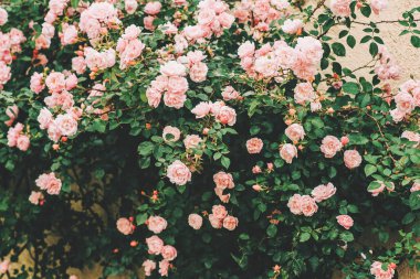 Yaz bahçesinde çiçek açan güzel pembe güller