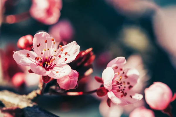 Baharda Açan Pembe Çiçekli Doğa Arkaplanı — Stok fotoğraf