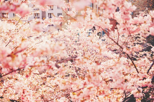 Natura Primavera Sfondo Con Fiori Rosa Fiore Vista Dall Alto — Foto Stock