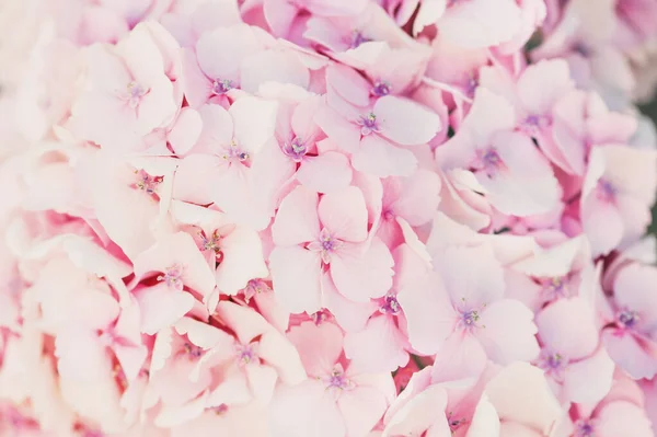 Natura Tło Miękkie Różowe Kwiaty Zbliżenie Obraz Kwitnącej Hortensji — Zdjęcie stockowe