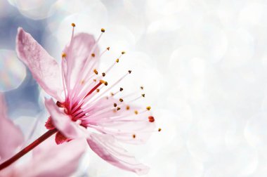 Doğa, çiçek açan pembe kiraz çiçeğinin bulanık arka planı