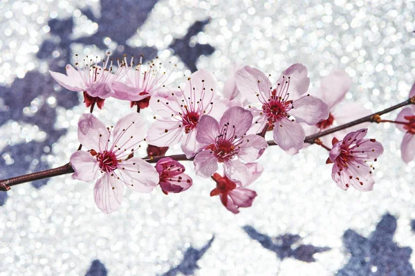 Nature Background Blossoming Pink Cherry Flowers — Stock Photo, Image