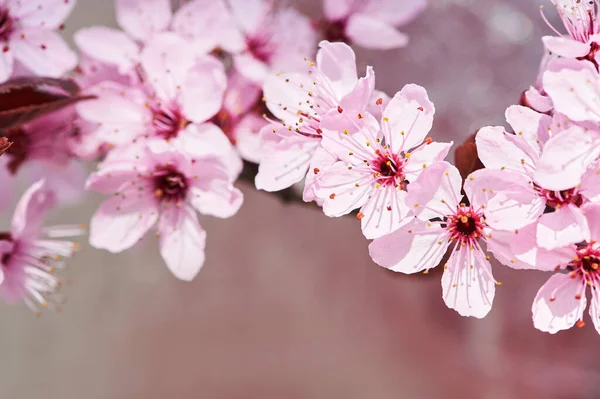 Çiçek Açan Pembe Kiraz Çiçeklerinin Doğası — Stok fotoğraf
