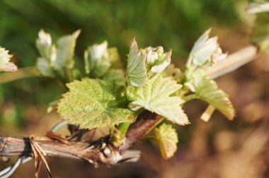 İlk genç üzüm yaprakları görüntüyü kapatır