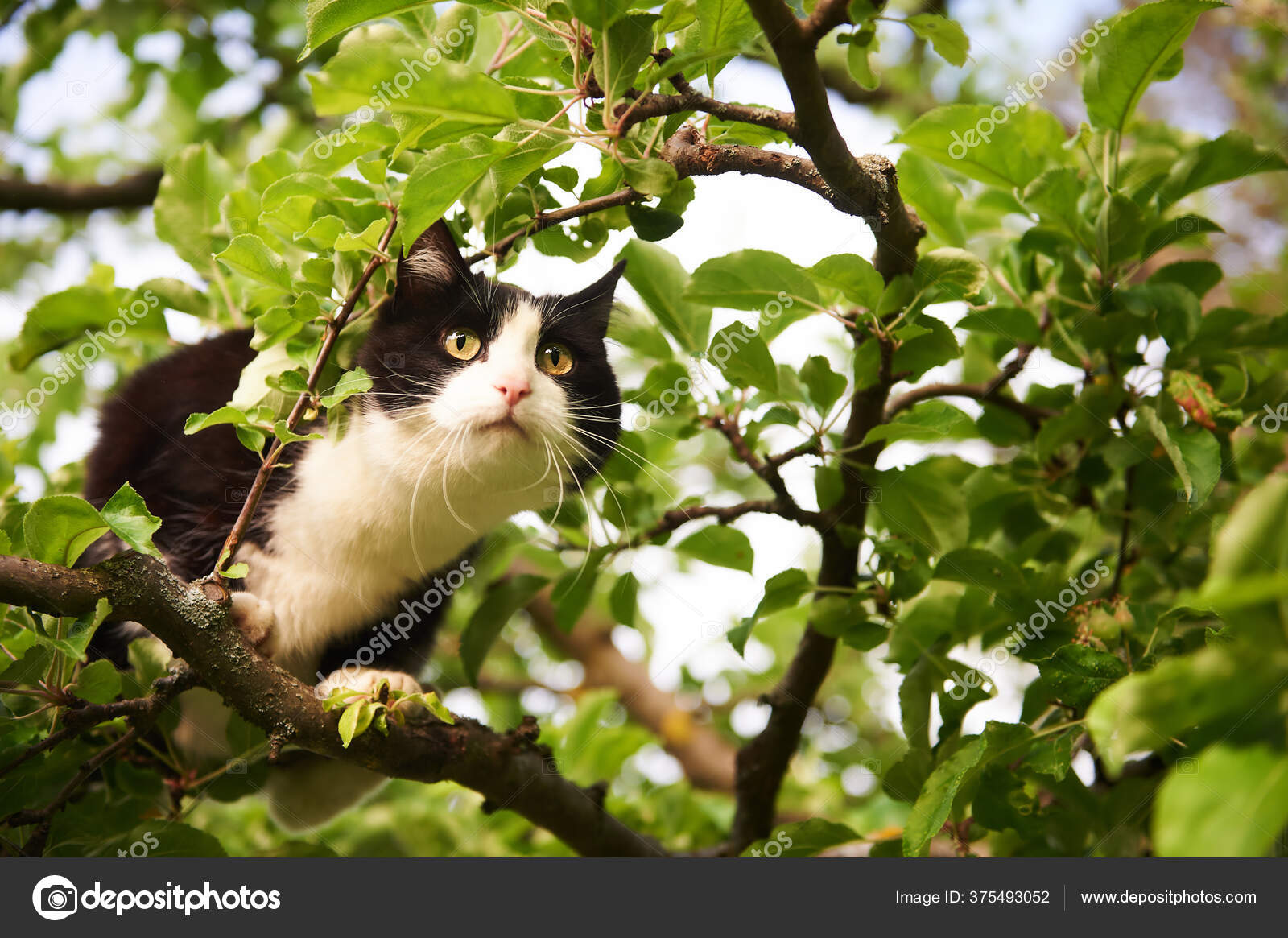 Cat Climbing Tree Clipart