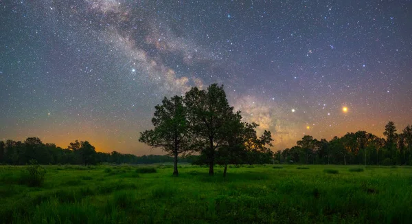 Des étoiles brillent dans le ciel la nuit sur des chênes — Photo