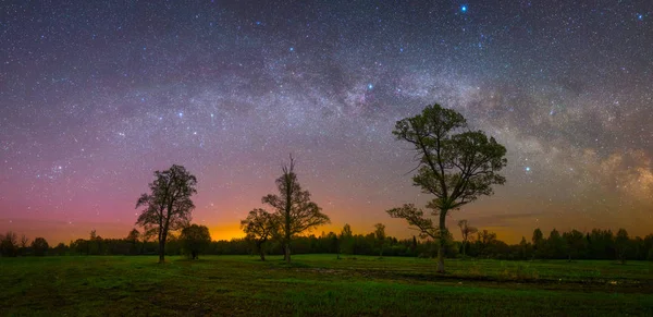 Sterne leuchten nachts am Himmel über alten Eichen — Stockfoto