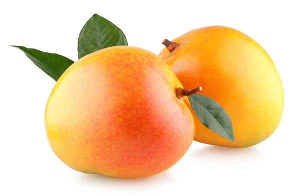 Zwei reife Mangos — Stockfoto