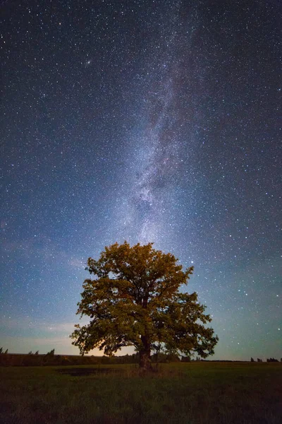 Oak under stars — Stock Photo, Image