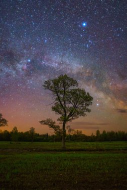 Yıldızların altında meşe